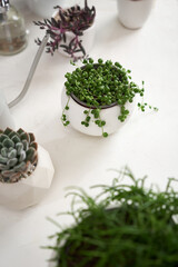 Potted Senecio Rowley house plant in white ceramic pot and other succulent plants on a table indoors