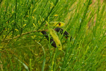 Plante l&eacute;gumineuse sauvage dans herbe haute et foug&eacute;re 