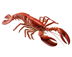 Lobster isolated on transparent background