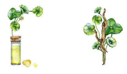 Frame of centella asiatica, essential oils on wooden stand watercolor illustration isolated on white. Pennywort, herbal plants on wooden branch hand drawn. Design element for package, web, label