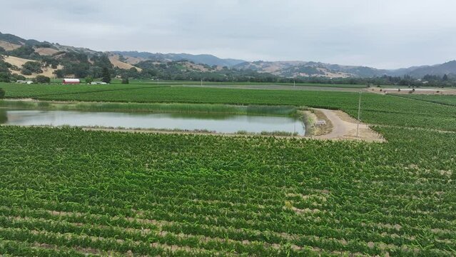 Aerial California vineyard grapes valley farms 4. Mendocino county, California. Grape, wine farm regions along Navarro River. Mountains, hills, valley and farming. Redwood and pine forests.