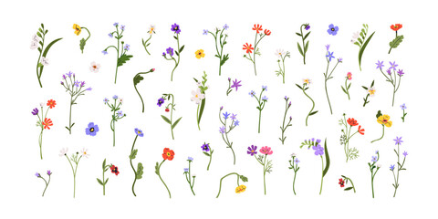 Spring flowers, floral stems, branches set. Gentle blooming field plants. Botanical decorations, anemones, freesia, spreading bellflower. Flat graphic vector illustrations isolated on white background - obrazy, fototapety, plakaty