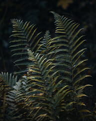 fern leaf in the sun - 641133836