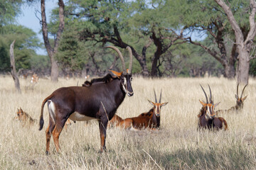 Naklejka na ściany i meble Male standing in front of group of female Sable antelope (Hippotragus niger) in the Okapuka ranch, Namibia