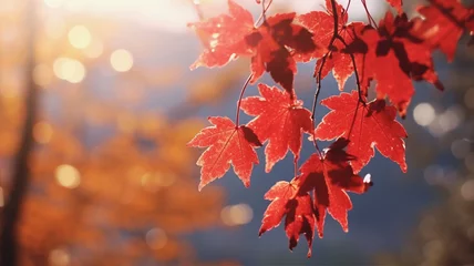 Selbstklebende Fototapete Kyoto もみじの紅葉と秋 Maple autumn leaves 