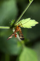 The world's oldest insect that undergoes complete metamorphosis "Bekkoshiriage (Panorpa klugi)".(Wildlife closeup macro photograph) 