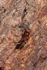 チャイロスズメバチがクヌギの樹液を吸う光景（マクロレンズ使用・ストロボ＋自然光・接写写真）