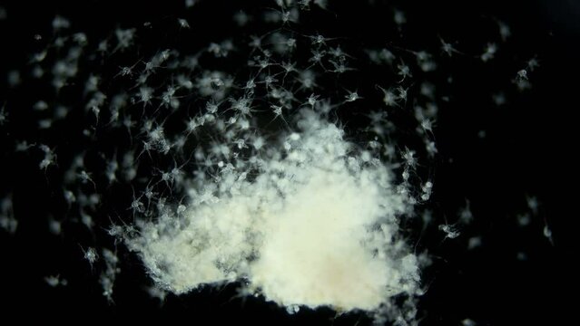 Larvae of sea spider Phoxichilidium femoratum under microscope, order Pantopoda. Protonymphon stage. After hatching, they parasitize Anthoathecata. White sea