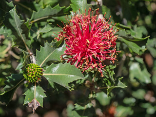 Banksia ilicifolia - 641138608