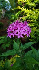 pink and purple flowers