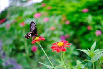 butterfly on a flower