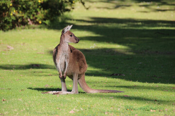 wild kangaroo at yanchep national park in australia 
