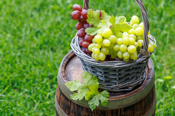 Grape on wine barrel