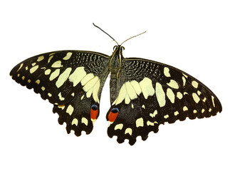 Fototapeta premium Papilio demoleus butterfly isolated on white