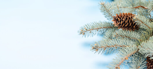 Christmas fir tree branch over blue