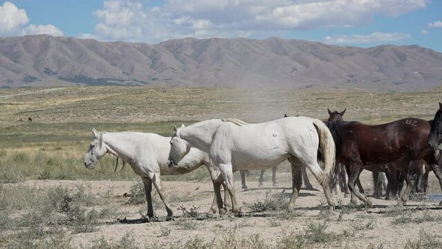Wild horse herd walking through the desert on hot summer day.