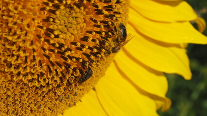 girasol dorado brillante con abejas, polinización