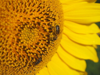 girasol dorado brillante con abejas, polinización