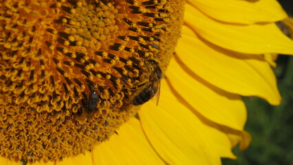 girasol dorado brillante con abejas, polinización
