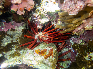 Phyllacanthus imperialis - Hedgehog companion - Imperial urchin spear - Imperial sea urchin -...