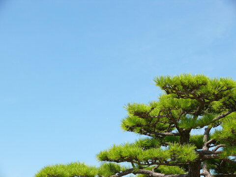 青空と松の木。
背景用画像。
