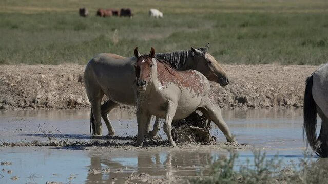 Wild horses rolling and splashing in the mud to cover themselves in the heat.