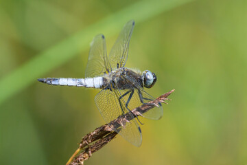 A scarce chaser dragonfly resting near water