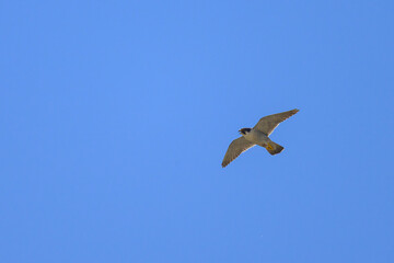 Obraz premium A Peregrine Falcon in flight blue sky