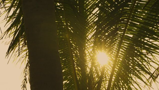 Silhouette coconut palm thee leaves over sun golden sky.  Close up camera sunset nature summer background. 