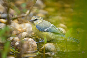 A juvenile Blue Tit sitting on a plant in the water