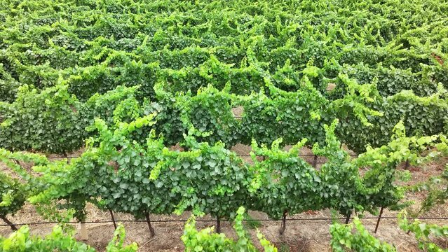 Aerial California vineyard grapes rows field. Mendocino county, California. Grape, wine farm regions along Navarro River. Mountains, hills, valley and farming. Redwood and pine forests.