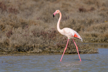 A Greater Flamingo walking in the water looking for food