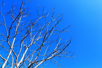 branches against blue sky