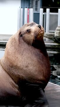 huge seal in zoo sits in middle of lake raised head Looks around sea lion is very fat large layer under skin of fat lays his head on stove to sleep fatigue flabbiness Canada Vancouver Oceanarium