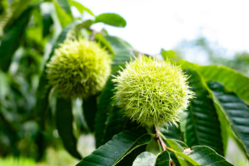 Green fruits of chestnut bearing on a tree in summer.
