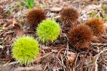 Green and brown fruits of chestnut falling on the ground.
