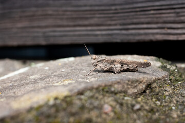 Brown grasshopper, called Trilophidia japonica, rests on a rock.
