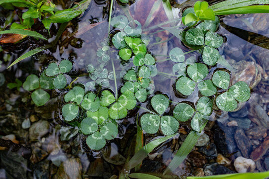 Water clover grows on the shallows of a river.
