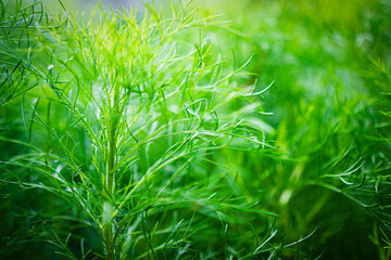 Dill Anethum graveolens Fresh Plant Garden Food Summer Nature Background