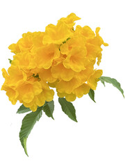 Yellow elder