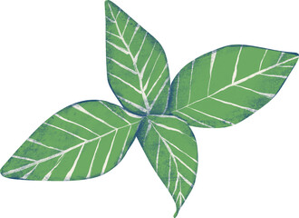 Basil hand drawn