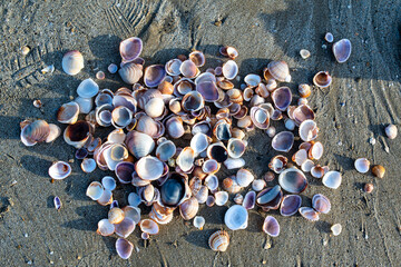 a lot of shells on the beach - Powered by Adobe