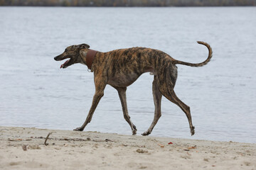 Cute greyhound dog outdoor. Greyhound in nature background