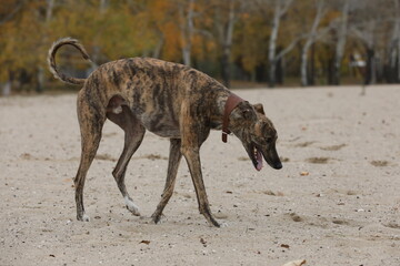 Cute greyhound dog outdoor. Greyhound in nature background