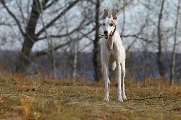 Cute greyhound dog outdoor. Greyhound in nature background