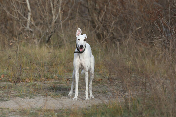 Cute greyhound dog outdoor. Greyhound in nature background