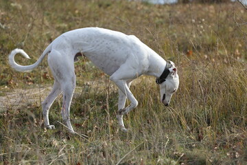 Cute greyhound dog outdoor. Greyhound in nature background