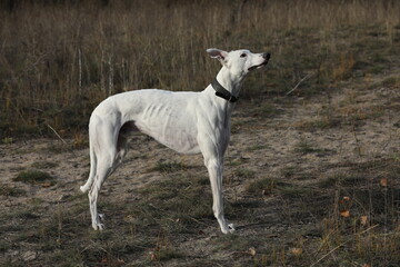 Cute greyhound dog outdoor. Greyhound in nature background