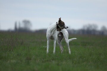 Cute greyhound dog outdoor. Greyhound in nature background