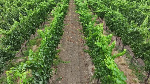 Aerial California vineyard mountain valley field rows. Mendocino county, California. Grape, wine farm regions along Navarro River. Mountains, hills, valley and farming. Redwood and pine forests.